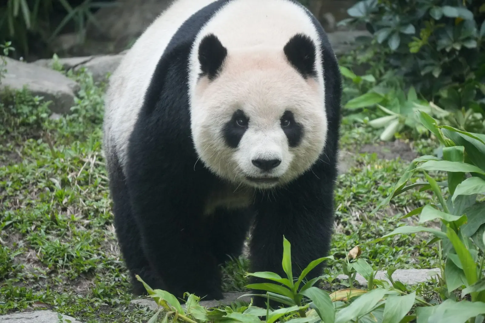 Panda gigante caminando entre vegetación verde