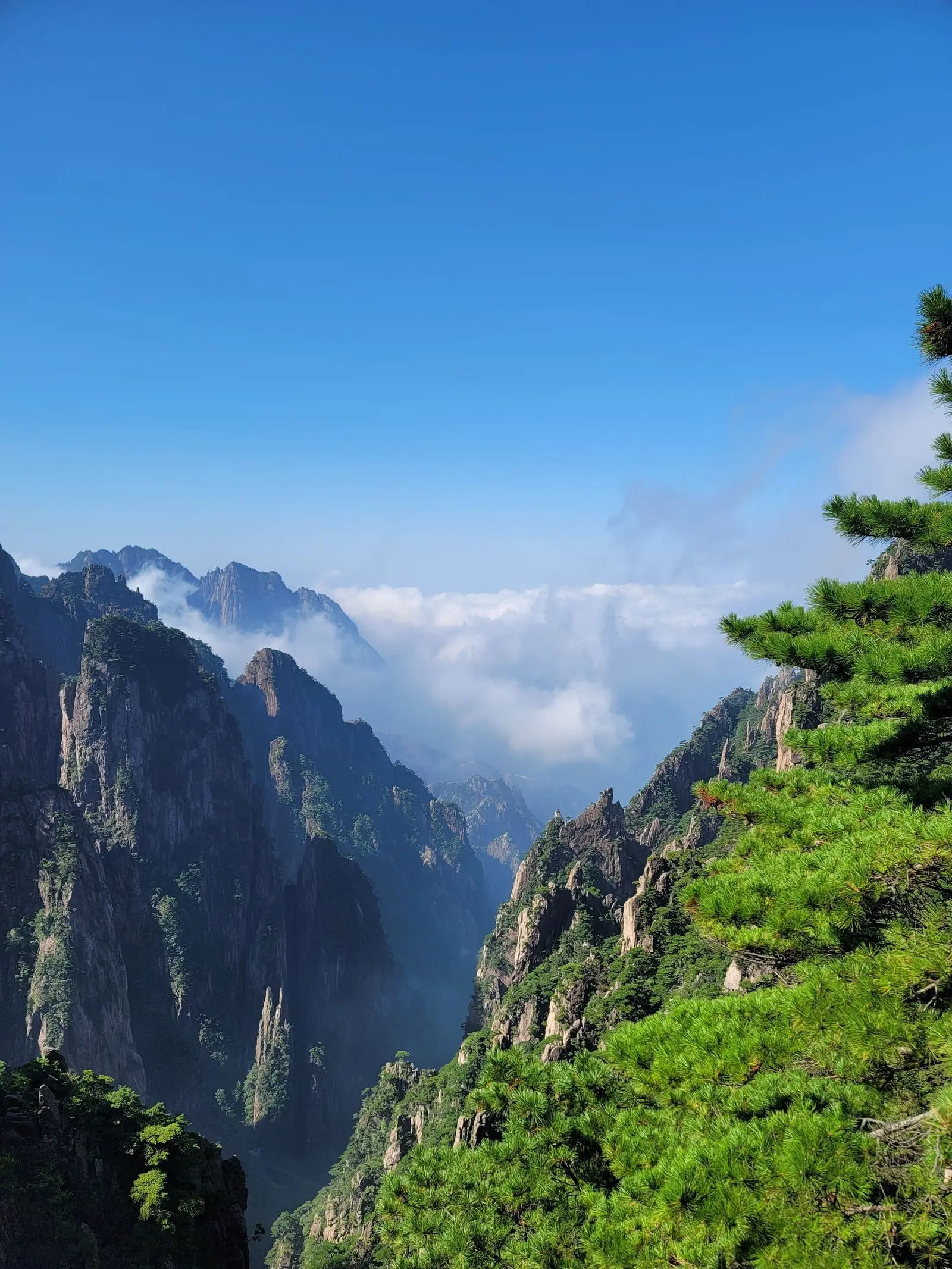 Desfiladero de Huangshan con pinos y mar de nubes