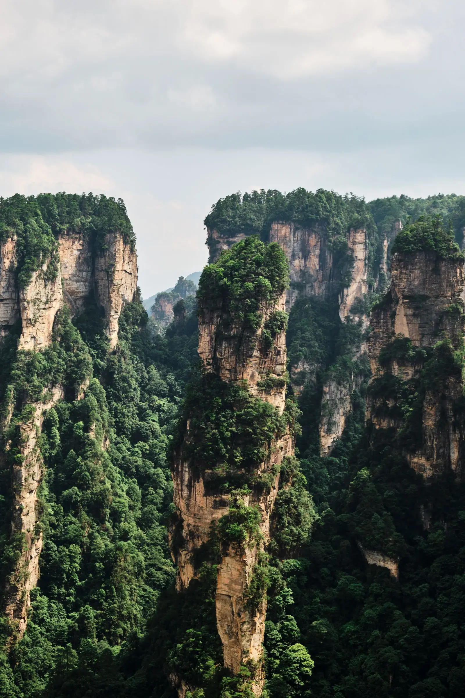 Pilares de piedra del parque nacional de Zhangjiajie entre bosques