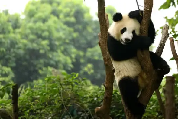 Panda gigante sentado comiendo bambú entre vegetación
